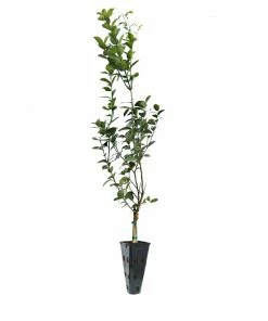 Brighter Blooms Meyer Lemon Tree Fruit Trees 26 Brighter Blooms Meyer Lemon Tree Fruit Trees