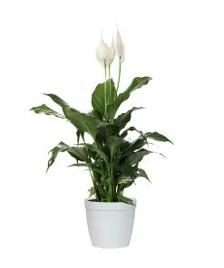 Brighter Blooms SHOP ALL Peace Lily