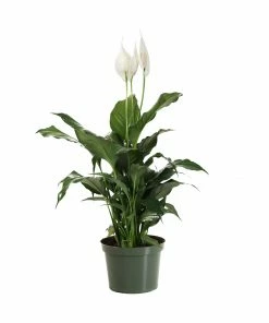 Brighter Blooms SHOP ALL Peace Lily