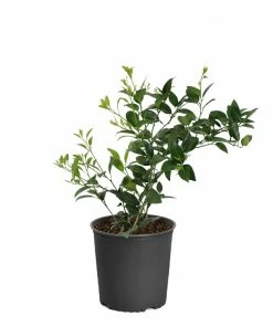 Brighter Blooms Key Lime Tree Fruit Trees 22 Brighter Blooms Key Lime Tree Fruit Trees