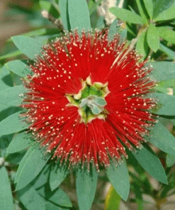 Brighter Blooms Little John Dwarf Bottlebrush