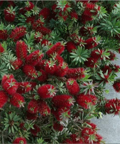 Brighter Blooms SHOP ALL Little John Dwarf Bottlebrush