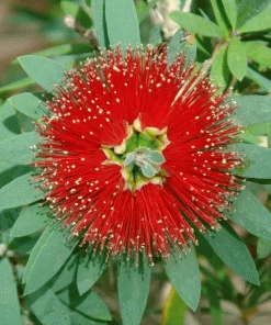 Brighter Blooms Little John Dwarf Bottlebrush