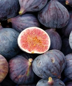 Brighter Blooms LSU Purple Fig Tree Fruit Trees