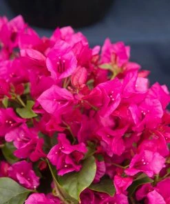 Brighter Blooms La Jolla Bougainvillea SHOP ALL