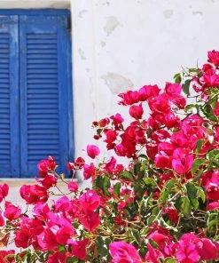 Brighter Blooms La Jolla Bougainvillea SHOP ALL