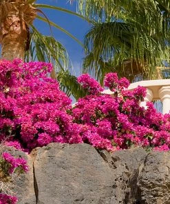 Brighter Blooms La Jolla Bougainvillea SHOP ALL