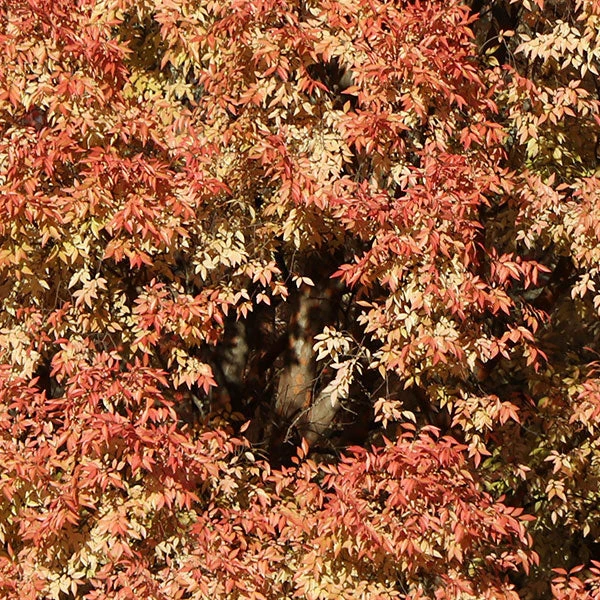 Brighter Blooms Shade Trees Lacebark Chinese Elm Tree 5 Brighter Blooms Shade Trees Lacebark Chinese Elm Tree