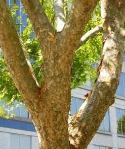 Brighter Blooms Shade Trees Lacebark Chinese Elm Tree 7 Brighter Blooms Shade Trees Lacebark Chinese Elm Tree