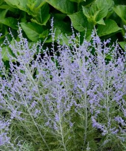 Brighter Blooms Lacey Blue Russian Sage