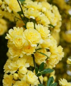 Brighter Blooms Lady Banks Climbing Rose Roses