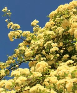 Brighter Blooms Lady Banks Climbing Rose Roses 5 Brighter Blooms Lady Banks Climbing Rose Roses