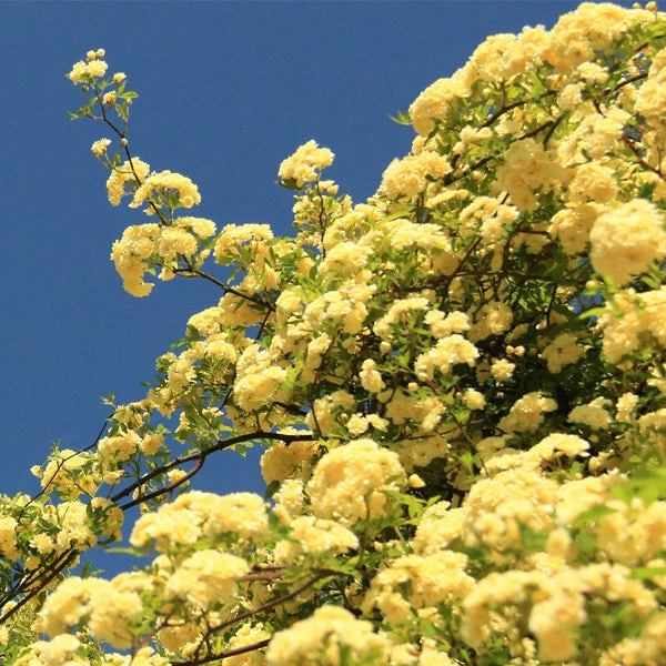 Brighter Blooms Lady Banks Climbing Rose Roses 1 Brighter Blooms Lady Banks Climbing Rose Roses