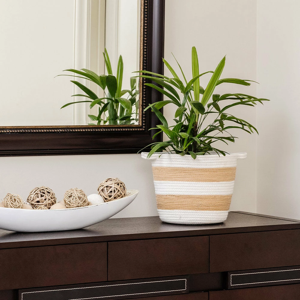 Brighter Blooms Lady Palm Tree Palm Trees 6 Brighter Blooms Lady Palm Tree Palm Trees