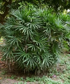Brighter Blooms Lady Palm Tree Palm Trees 10 Brighter Blooms Lady Palm Tree Palm Trees