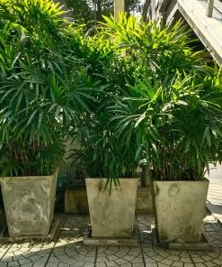 Brighter Blooms Lady Palm Tree Palm Trees 11 Brighter Blooms Lady Palm Tree Palm Trees