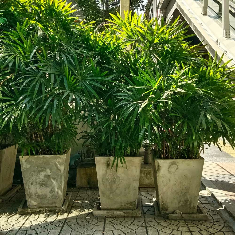 Brighter Blooms Lady Palm Tree Palm Trees 4 Brighter Blooms Lady Palm Tree Palm Trees