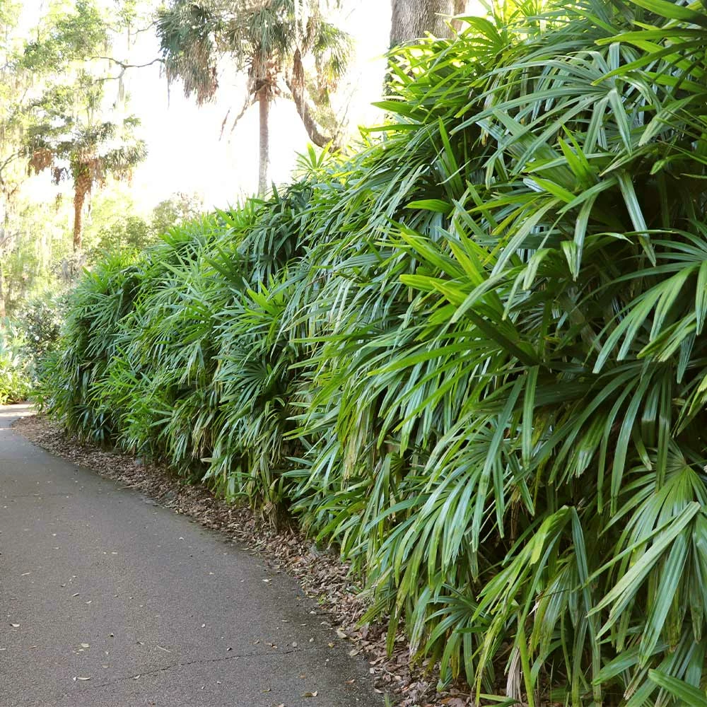 Brighter Blooms Lady Palm Tree Palm Trees 5 Brighter Blooms Lady Palm Tree Palm Trees