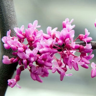 BrighterBlooms.com Lavender Twist® Weeping Redbud Tree Flowering Trees 4 BrighterBlooms.com Lavender Twist® Weeping Redbud Tree Flowering Trees