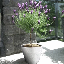 Brighter Blooms Flowering Trees Lavender Standard Topiary Tree