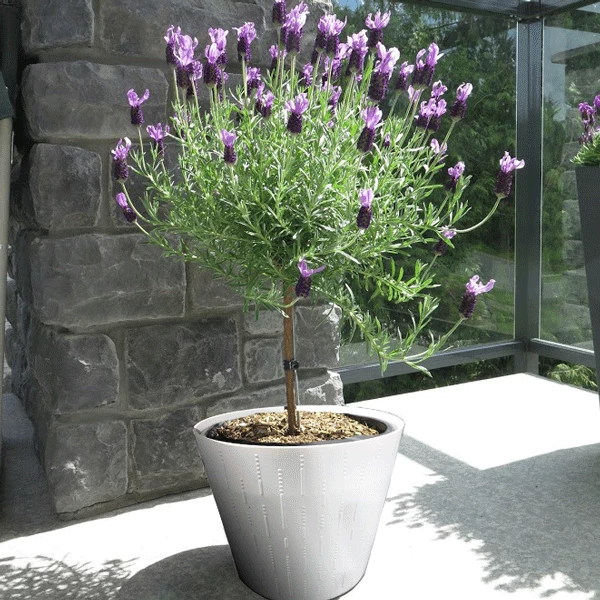 Brighter Blooms Flowering Trees Lavender Standard Topiary Tree 2 Brighter Blooms Flowering Trees Lavender Standard Topiary Tree