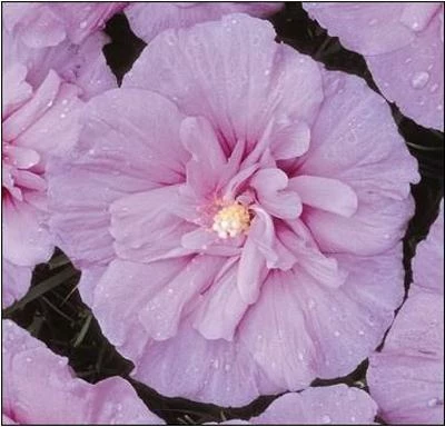 Brighter Blooms Lavender Rose Of Sharon Althea Shrub 2 Brighter Blooms Lavender Rose Of Sharon Althea Shrub