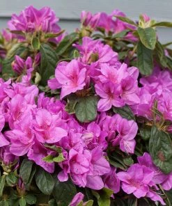 Brighter Blooms Bloom-A-Thon® Lavender Azalea Shrub Shrubs & Hedges