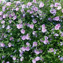Brighter Blooms SHOP ALL Lavender Hibiscus Syriacus Shrub