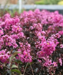 Brighter Blooms Black Diamond® Lavender Lace™ Crape Myrtle Tree