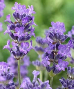 Brighter Blooms Munstead Blue Lavender Plant Perennials