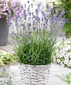 Brighter Blooms Munstead Blue Lavender Plant Perennials