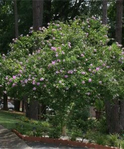 Brighter Blooms Lavender Rose Of Sharon Althea Tree