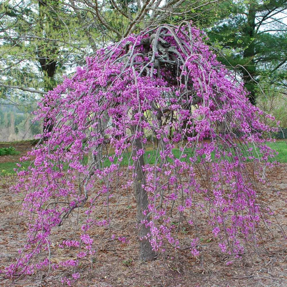 BrighterBlooms.com Lavender Twist® Weeping Redbud Tree Flowering Trees 3 BrighterBlooms.com Lavender Twist® Weeping Redbud Tree Flowering Trees