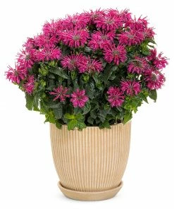 Brighter Blooms ‘Leading Lady Razzberry’ Bee Balm 7 Brighter Blooms ‘Leading Lady Razzberry’ Bee Balm