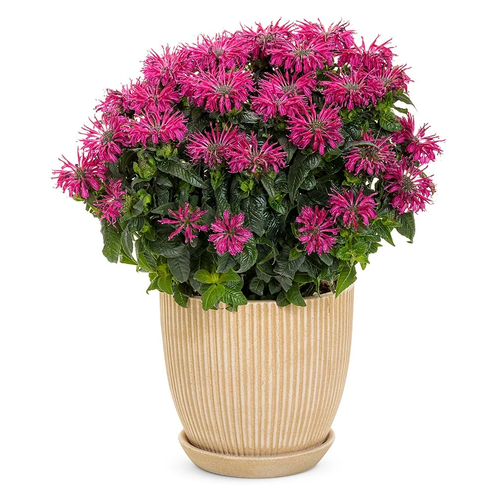 Brighter Blooms ‘Leading Lady Razzberry’ Bee Balm 3 Brighter Blooms ‘Leading Lady Razzberry’ Bee Balm