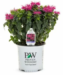 Brighter Blooms ‘Leading Lady Razzberry’ Bee Balm 9 Brighter Blooms ‘Leading Lady Razzberry’ Bee Balm