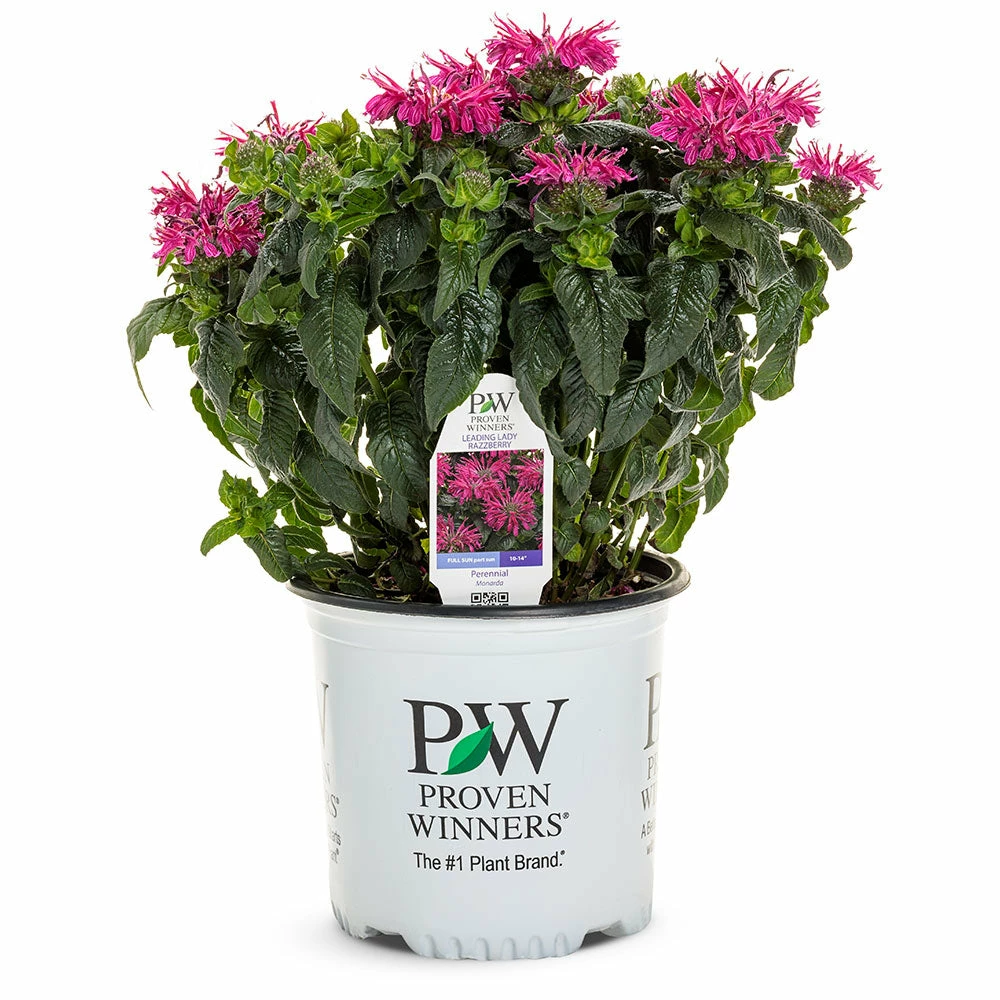 Brighter Blooms ‘Leading Lady Razzberry’ Bee Balm 5 Brighter Blooms ‘Leading Lady Razzberry’ Bee Balm