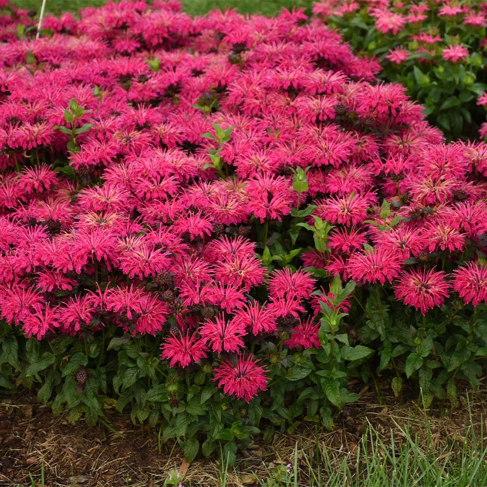 Brighter Blooms ‘Leading Lady Razzberry’ Bee Balm 4 Brighter Blooms ‘Leading Lady Razzberry’ Bee Balm