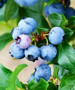 Brighter Blooms Fruit Trees Legacy Blueberry Bush 7 Brighter Blooms Fruit Trees Legacy Blueberry Bush