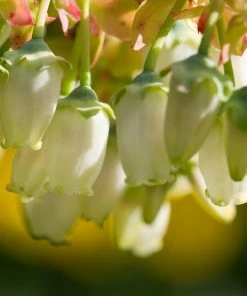 Brighter Blooms Fruit Trees Legacy Blueberry Bush 9 Brighter Blooms Fruit Trees Legacy Blueberry Bush