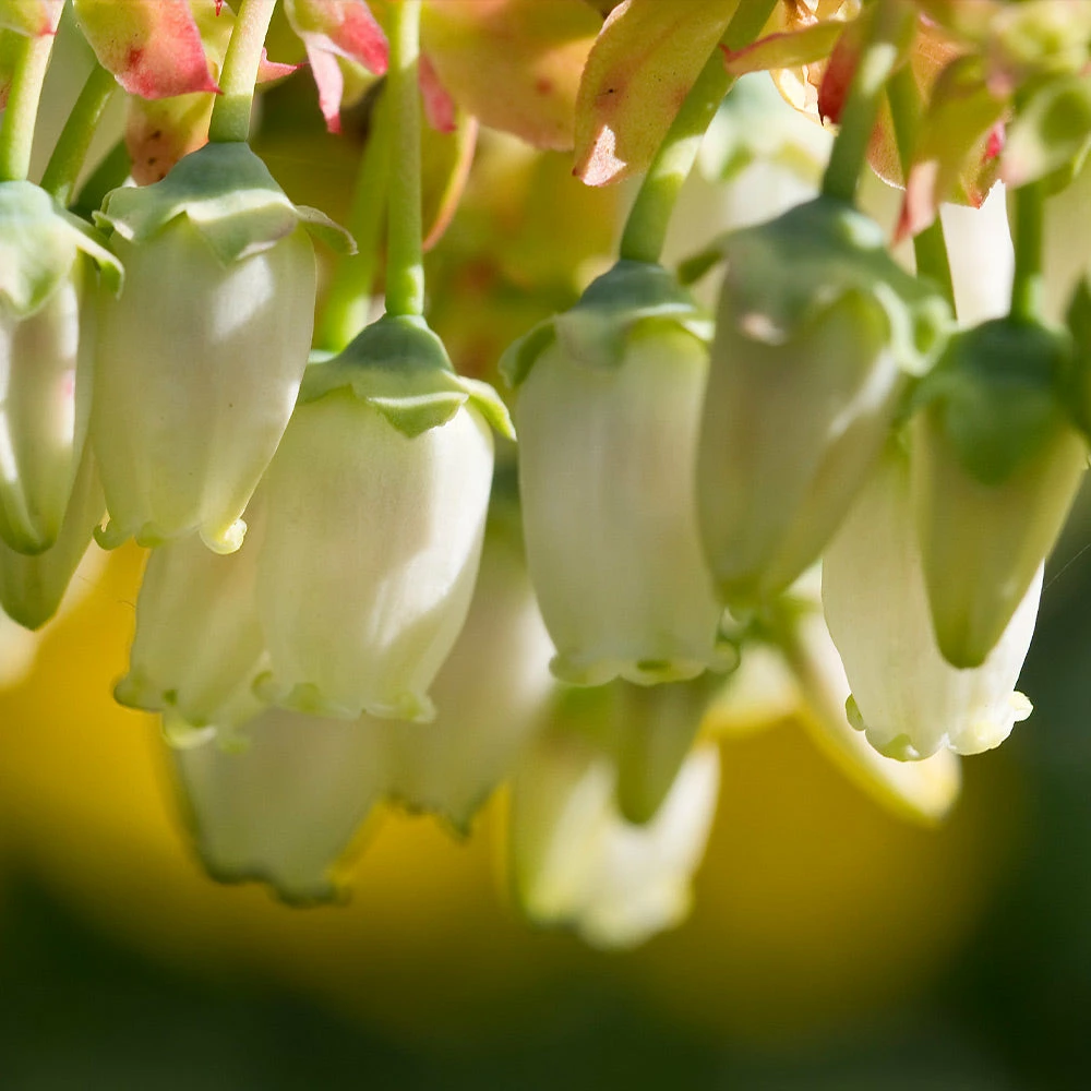 Brighter Blooms Fruit Trees Legacy Blueberry Bush 5 Brighter Blooms Fruit Trees Legacy Blueberry Bush