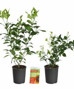 Brighter Blooms Meyer Lemon + Key Lime Bush Pack