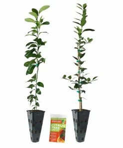 Brighter Blooms Meyer Lemon + Key Lime Tree Pack Citrus Trees