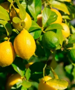 Brighter Blooms Fruit Trees Lemon-Lime Citrus Tree