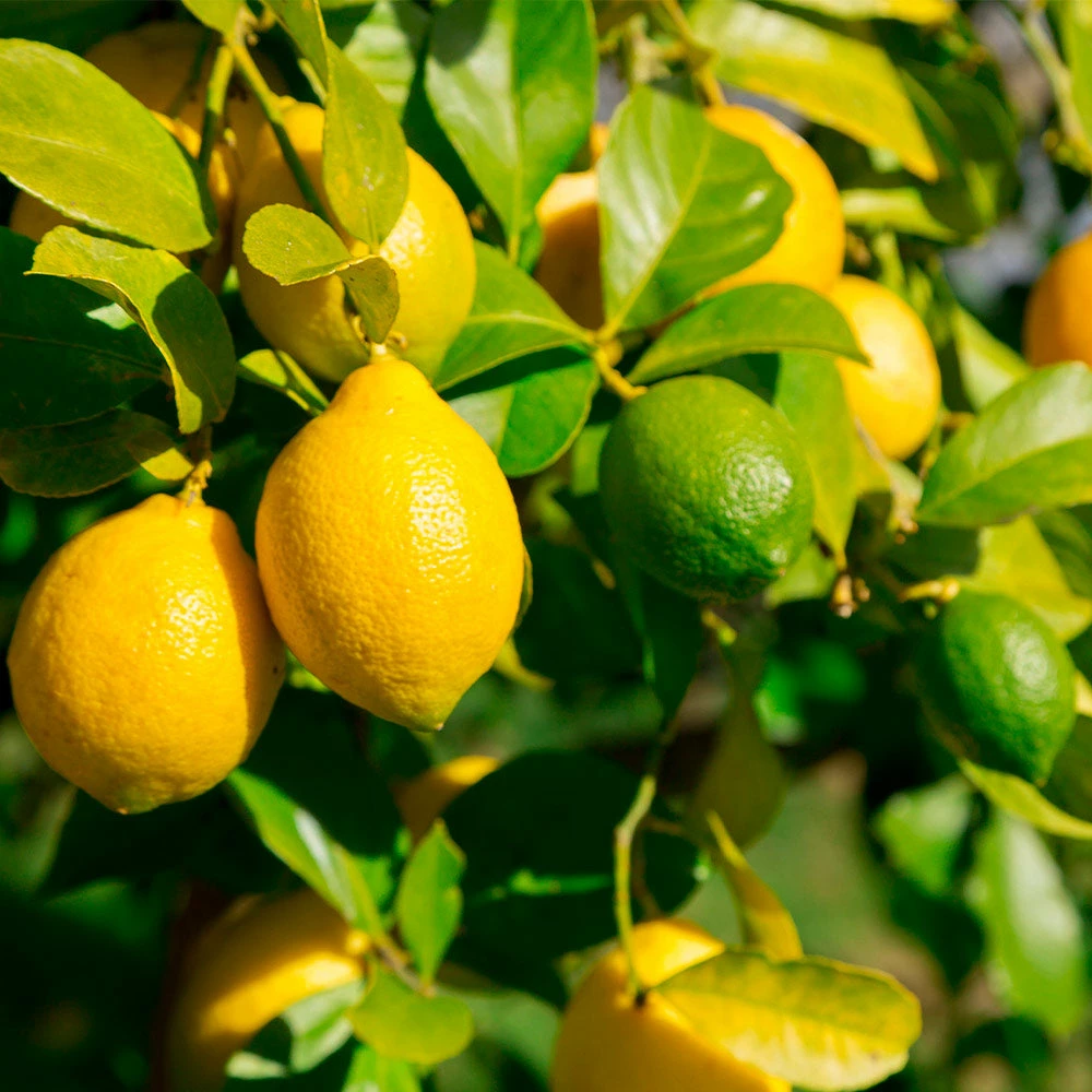 Brighter Blooms Fruit Trees Lemon-Lime Citrus Tree 2 Brighter Blooms Fruit Trees Lemon-Lime Citrus Tree