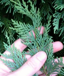 Brighter Blooms Evergreen & Privacy Leyland Cypress Tree