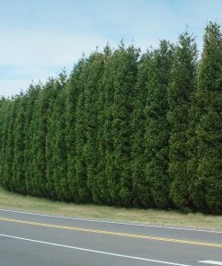Brighter Blooms Evergreen & Privacy Leyland Cypress Tree