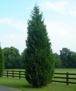 Brighter Blooms Evergreen & Privacy Leyland Cypress Tree