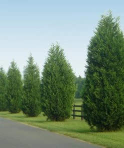 Brighter Blooms Evergreen & Privacy Leyland Cypress Tree