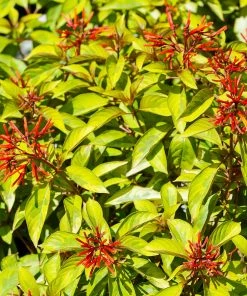 Brighter Blooms Shrubs & Hedges Lime Sizzler™ Firebush